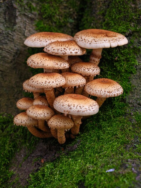 global-change-factors-fungi